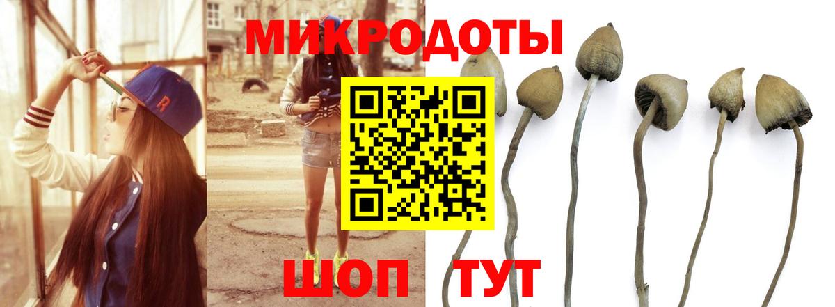 Лесной  Галлюциногенные грибы Psilocybe  Вход с VPN 